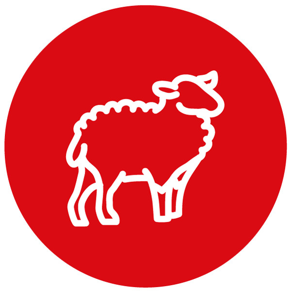 venta de carne de cordero en carnes oro